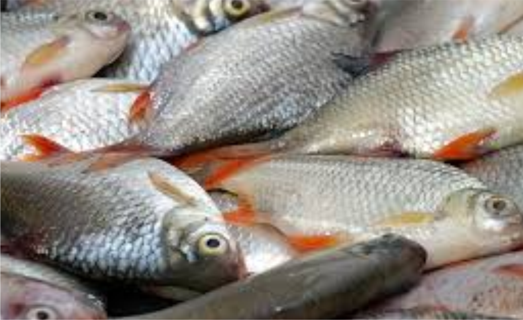 hea ffresh fish